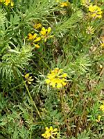 Anthyllide vulneraire (3) (Photo F. Mrugala)